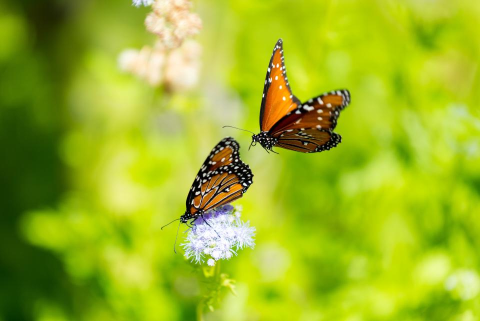 Monarchs in Competition | Shutterbug